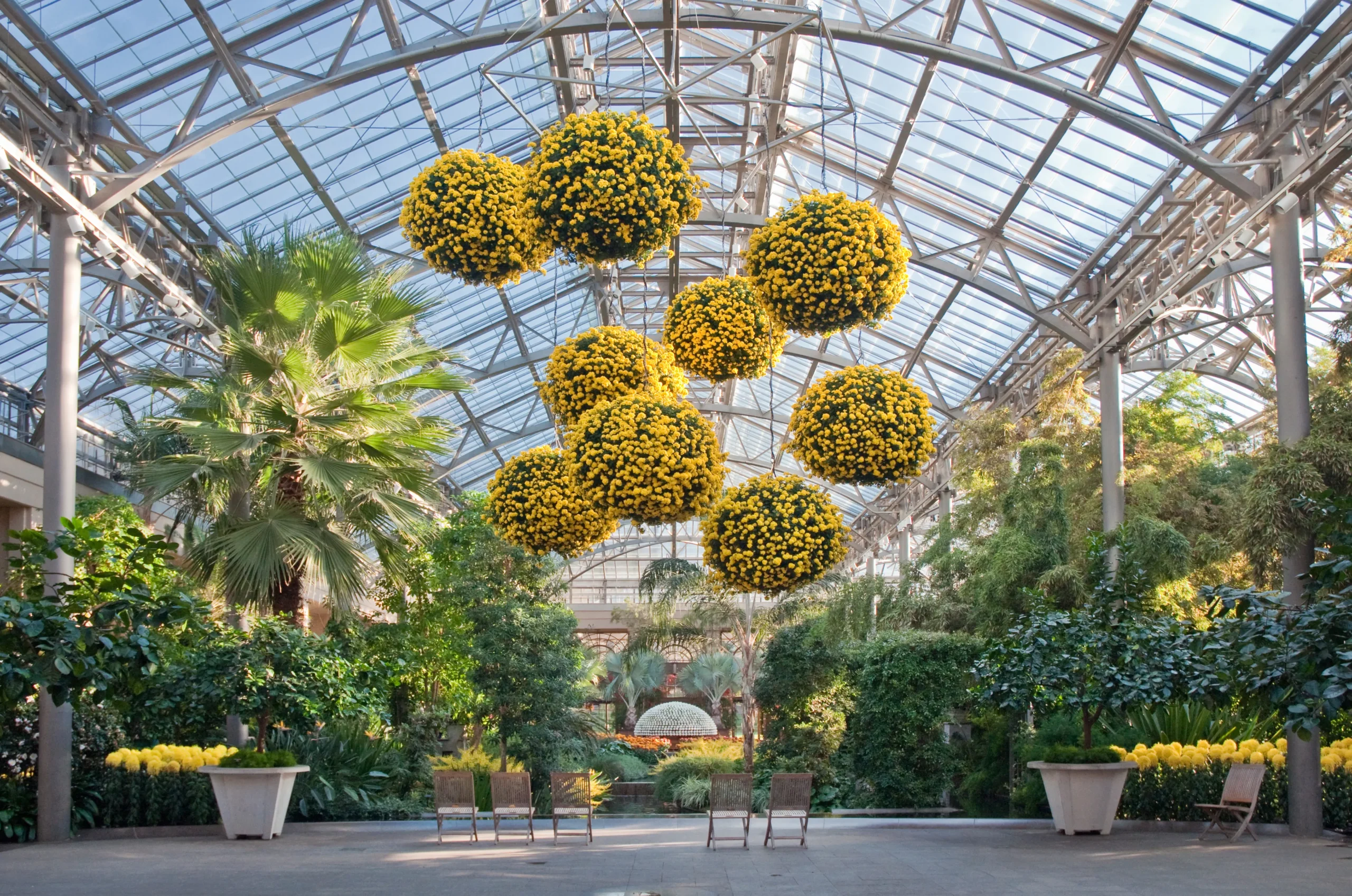Garden's Lading Page Longwood Gardens 63146 Longwood Gardens Chrysanthemum Festival Albee Larry scaled